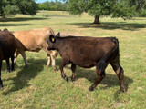 The Best Branding Iron for Your Ranch?
